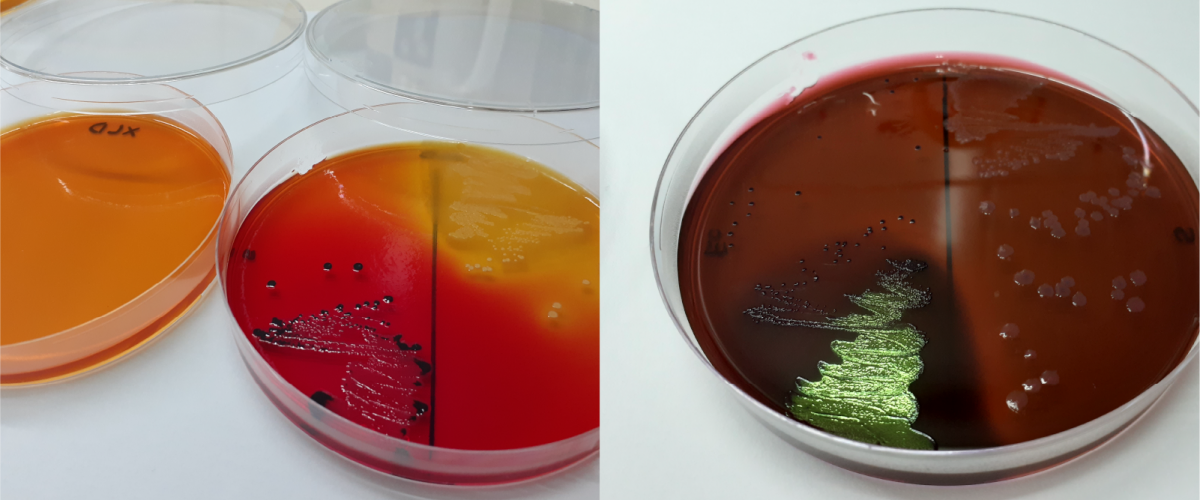 Análisis de Materias Primas, Alimentos e Ingredientes